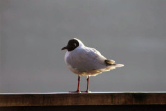 Fauna-en-Chiloe